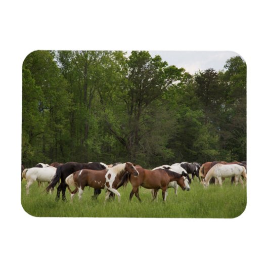 Kudde paarden, Tennessee Magneet (Horizontaal)