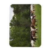 Kudde paarden, Tennessee Magneet (Verticaal)