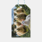 kudde schapen van baby-lammeren cadeaulabel (Achterkant)