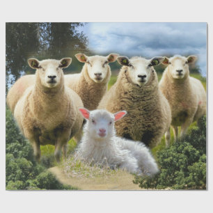 kudde schapen van baby-lammeren cadeaupapier