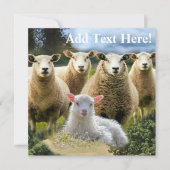 kudde schapen van baby-lammeren kaart (Voorkant)
