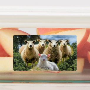 kudde schapen van baby-lammeren labels