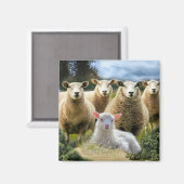 kudde schapen van baby-lammeren magneet (Voorkant / Achterkant)