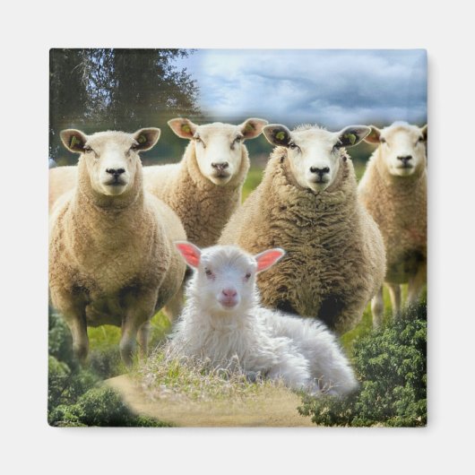 kudde schapen van baby-lammeren magneet (Voorkant)