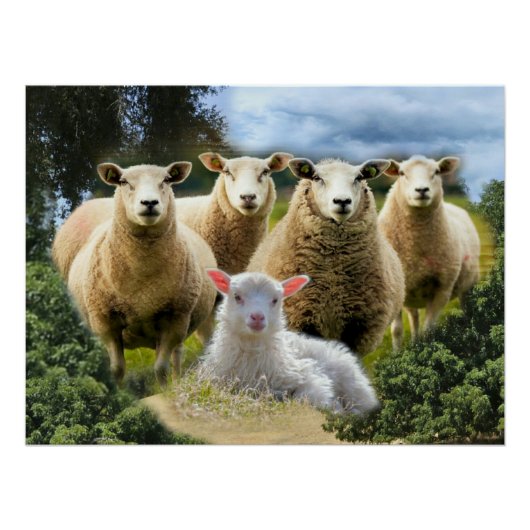 kudde schapen van baby-lammeren perfect poster (Voorkant)