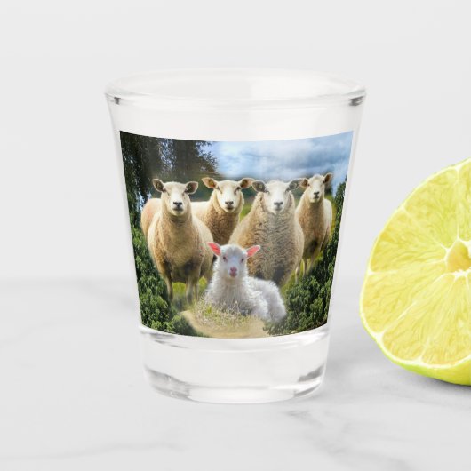 kudde schapen van baby-lammeren shot glas (Voorkant)