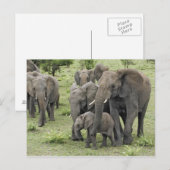 kudde van Afrikaanse olifanten Briefkaart (Voorkant / Achterkant)