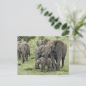 kudde van Afrikaanse olifanten Briefkaart (Staand voorkant)