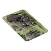 kudde van Afrikaanse olifanten Magneet (Rechterzijde)