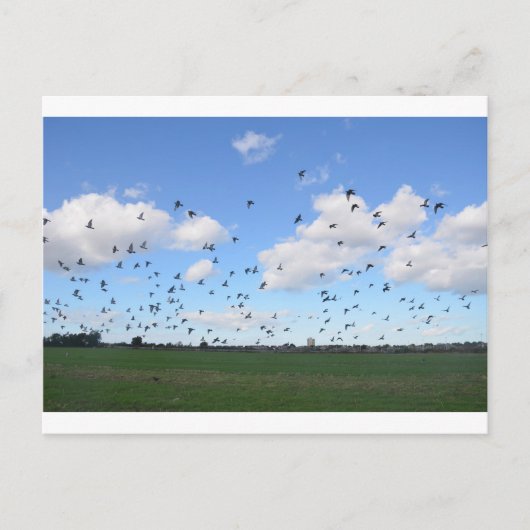 kudde van duiven briefkaart (Voorkant)