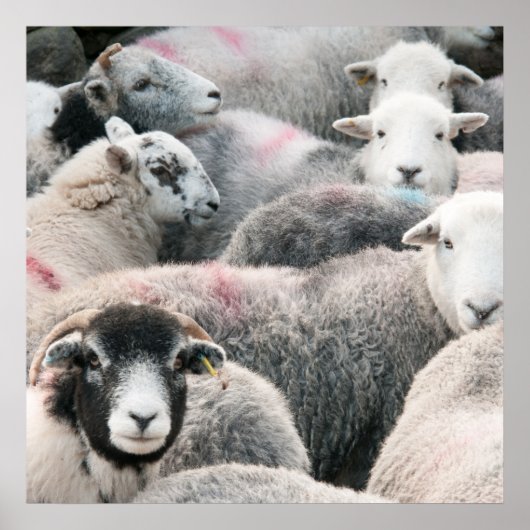 kudde van kruidenierswaren poster (Voorkant)