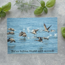 Kudde vliegende ganzen Bewegende aankondiging