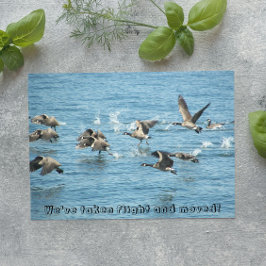 Kudde vliegende ganzen Bewegende aankondiging