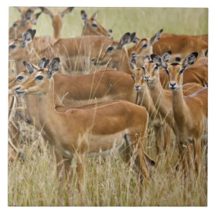 Kudde vrouwelijke Impala, Masai Mara, Kenia. Tegeltje