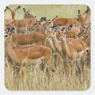 Kudde vrouwelijke Impala, Masai Mara, Kenia. Vierkante Sticker