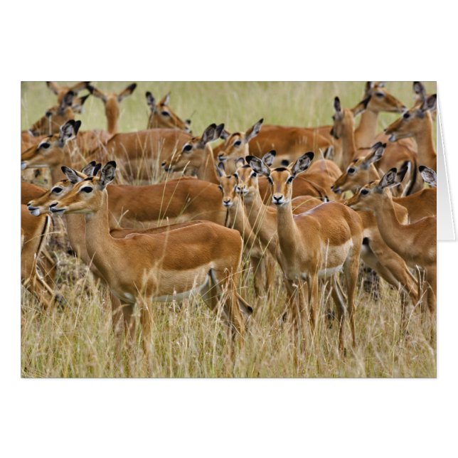 Kudde vrouwelijke impala's, Masai Mara, Kenia. (Voorkant Horizontaal)