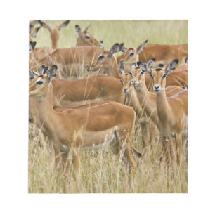 Kudde vrouwelijke Impala's, Masai Mara, Kenia. Notitieblok
