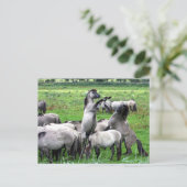 kudde wilde konik paarden briefkaart (Staand voorkant)