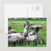 kudde wilde konik paarden briefkaart (Voorkant / Achterkant)