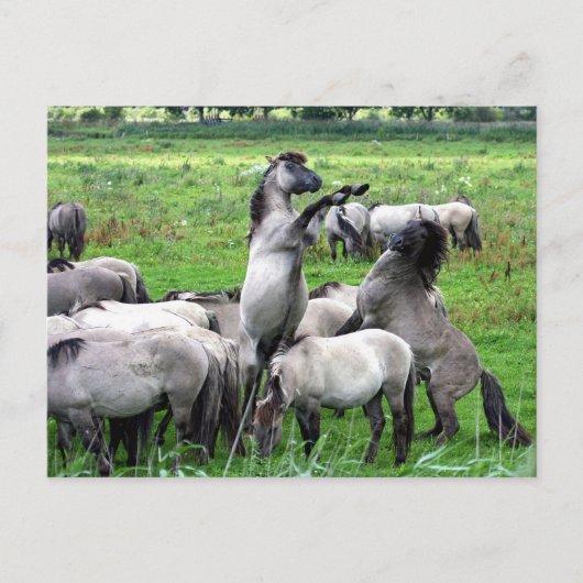 kudde wilde konik paarden briefkaart (Voorkant)