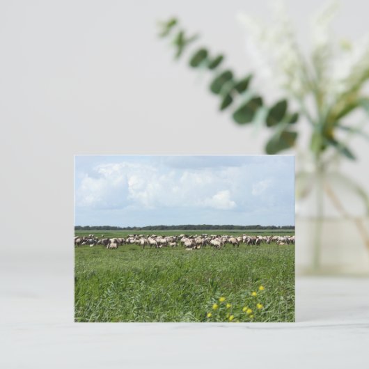 kudde wilde konik paarden briefkaart (Staand voorkant)