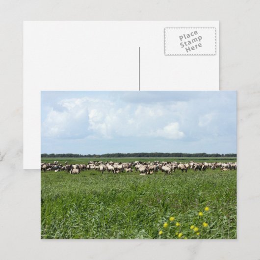 kudde wilde konik paarden briefkaart (Voorkant / Achterkant)
