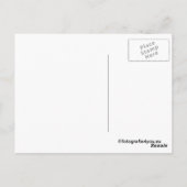 kudde wilde konik paarden briefkaart (Achterkant)