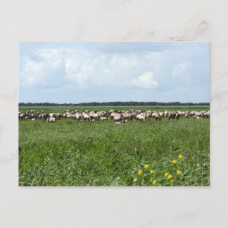 kudde wilde konik paarden briefkaart