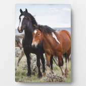 Kudde wilde paarden fotoplaat (voorkant)