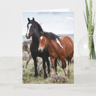Kudde Wilde Paarden Kaart