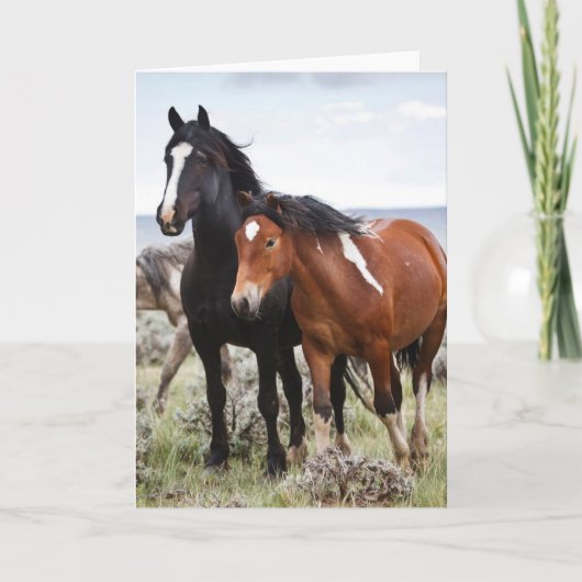 Kudde Wilde Paarden Kaart (Voorkant)