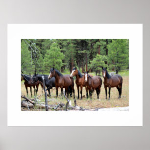 Kudde wilde paarden poster