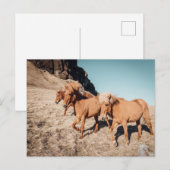 Kudde wilde pony's briefkaart (Voorkant / Achterkant)