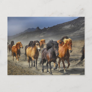 Kudde zwarte en bruine paarden briefkaart