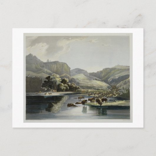 Kudden van Bizon en Elanden op Hoger Missouri, Briefkaart (Voorkant)