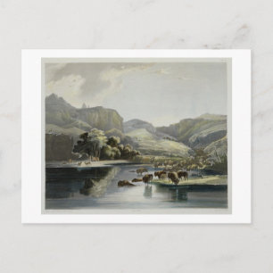 Kudden van Bizon en Elanden op Hoger Missouri, Briefkaart