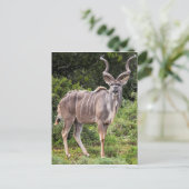 Kudu. Briefkaart (Staand voorkant)