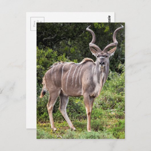 Kudu. Briefkaart (Voorkant / Achterkant)