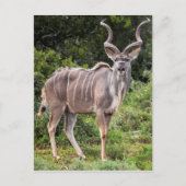 Kudu. Briefkaart (Voorkant)