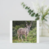 Kudu. Briefkaart (Staand voorkant)