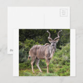Kudu. Briefkaart (Voorkant / Achterkant)