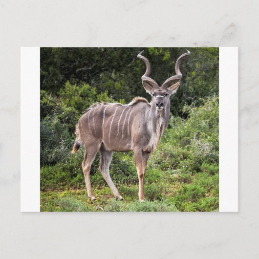 Kudu. Briefkaart (Voorkant)
