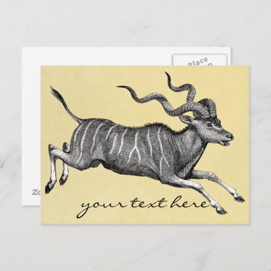  Kudu Briefkaart (Voorkant / Achterkant)