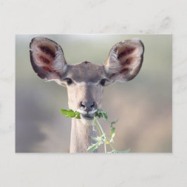 Kudu portret briefkaart
