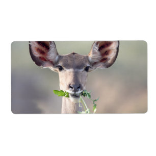 Kudu portret etiket
