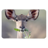 Kudu portret magneet (Horizontaal)
