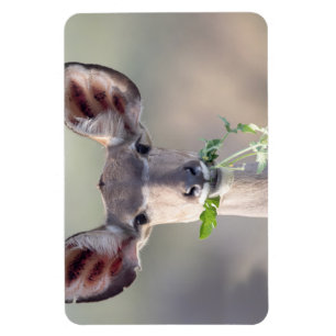 Kudu portret magneet