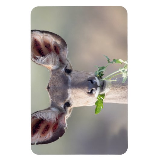 Kudu portret magneet (Verticaal)
