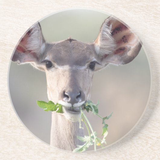 Kudu portret zandsteen onderzetter (Voorkant)