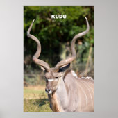 Kudu Poster (Voorkant)